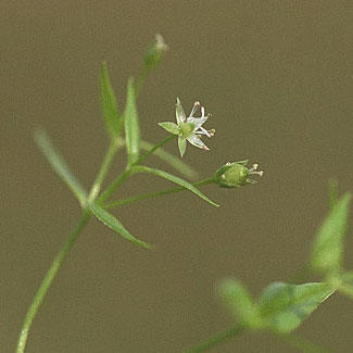 Northern Starwort