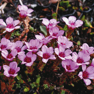 Purple Saxifrage