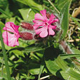 Red Campion