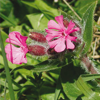 Red Campion
