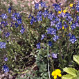 Rock Speedwell