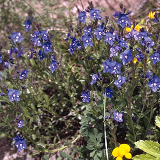 Rock Speedwell