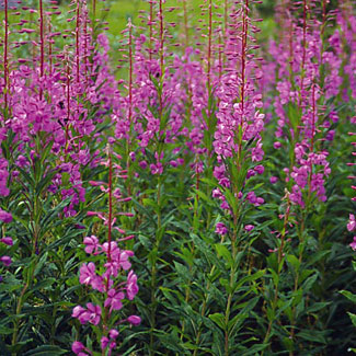 Rosebay Willowherb