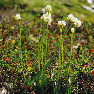 Scottish Asphodel