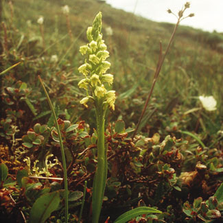 Small-white Orchid