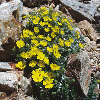 Snow Cinquefoil