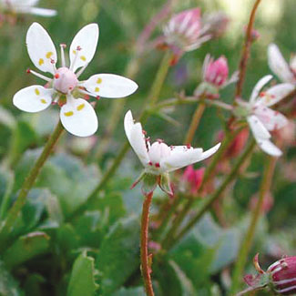 Starry Saxifrage