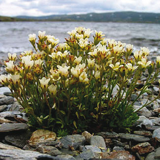 Tufted Saxifrage