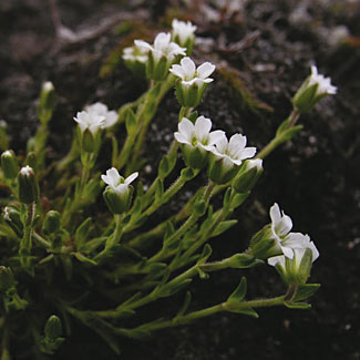 Two-flowered Sandwort