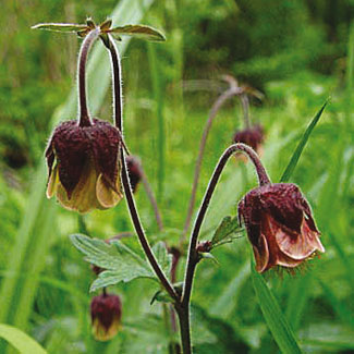 Water Avens