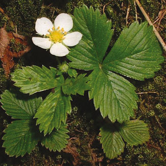 Wild Strawberry