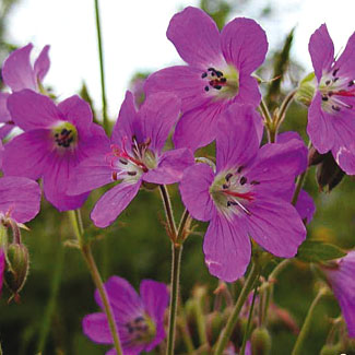 Wood Cranesbill