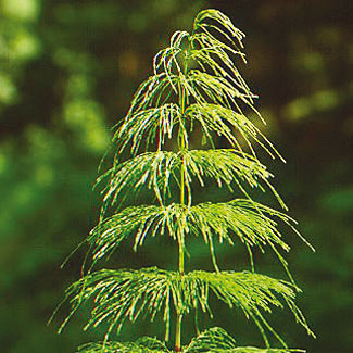 Wood Horsetail