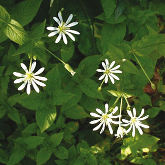 Wood Stitchwort