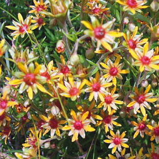 Yellow Mountain Saxifrage