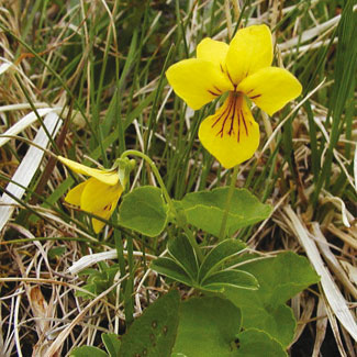 Yellow Wood Violet