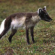 Arctic	Fox