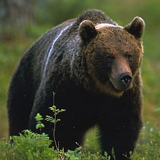 Bear