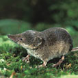 Common Shrew