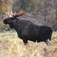 Elk