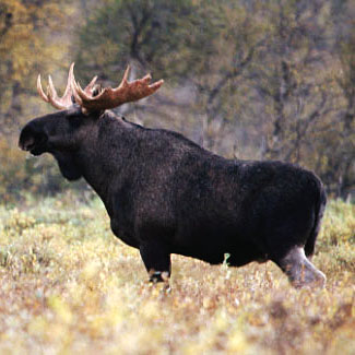 Elk