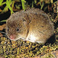 Field Vole