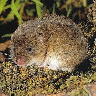 Field Vole