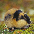 Lemming