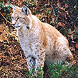 Lynx