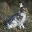 Mountain Hare