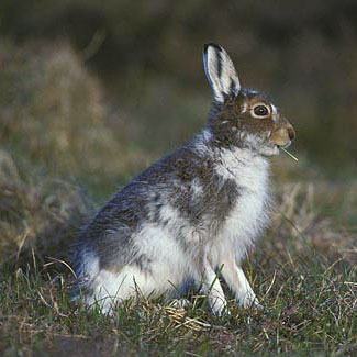 Mountain Hare