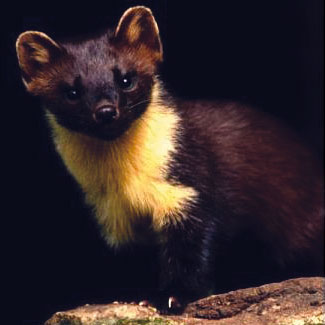 Pine Marten