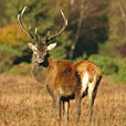 Red Deer