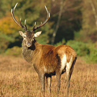 Red Deer
