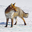 Red Fox