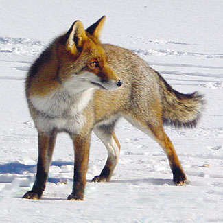 Red Fox
