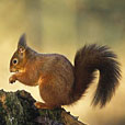 Red Squirrel