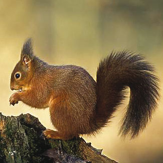 Red Squirrel
