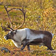 Reindeer