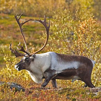Reindeer