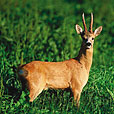 Roe Deer