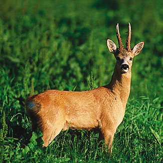 Roe Deer