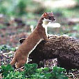 Stoat