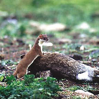 Stoat