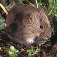 Tundra Vole