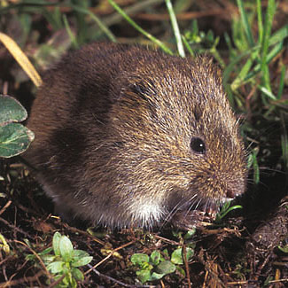 Tundra Vole