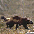 Wolverine