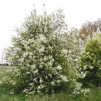 Bird Cherry