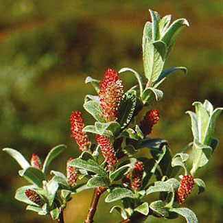 Glaucous Willow