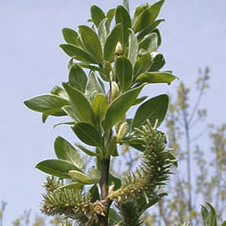 Goat Willow